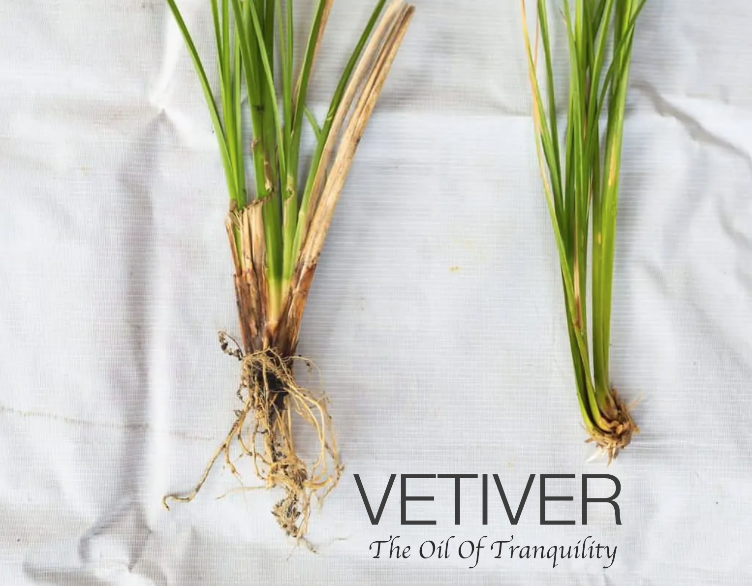 Vetiver grass and root