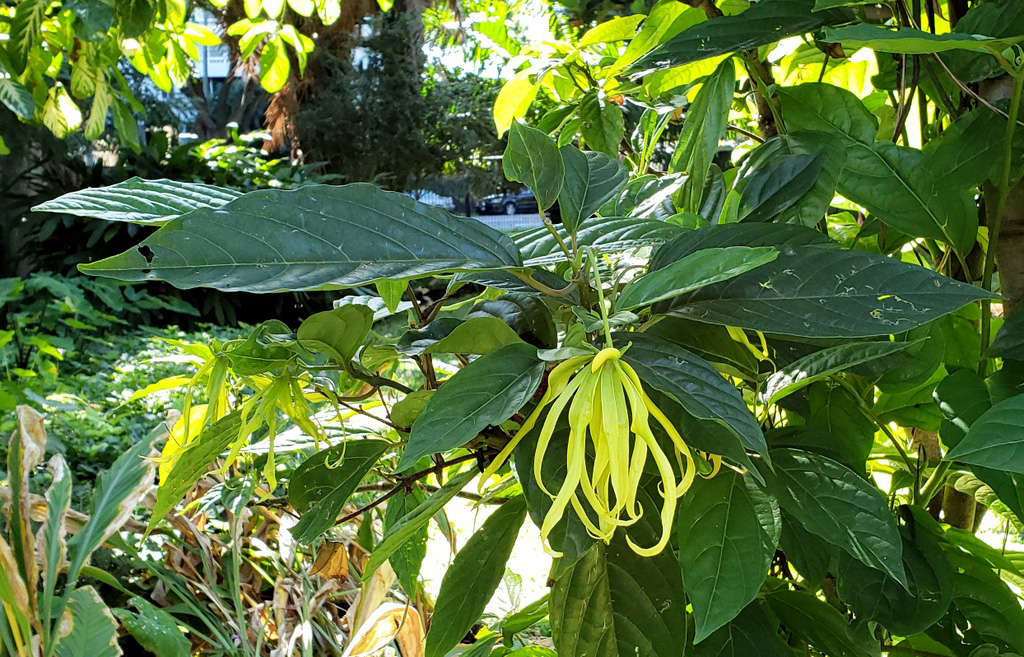 Ylang Ylang flower