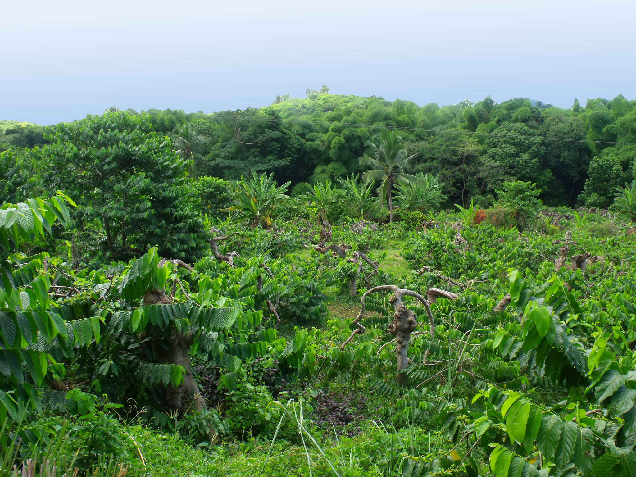 ylang ylang plantation