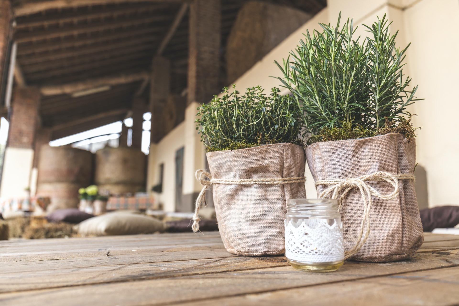 Rosemary medicinal herb and essential oil