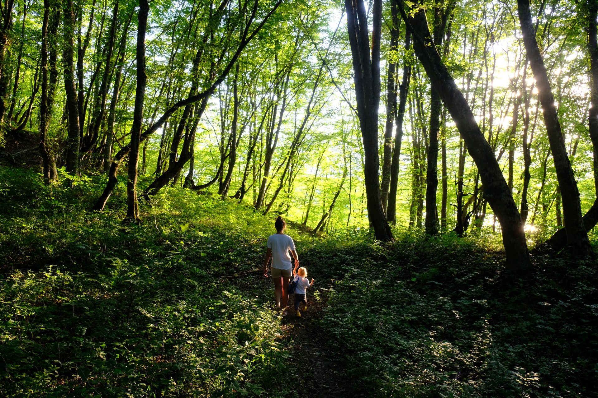 Forest Bathing essential oils